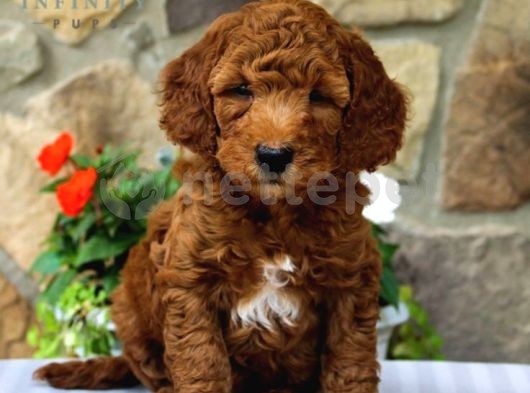 Mini Boy Puppy Kıpkırmızı Ev Üretimi  Tooy Poodle 