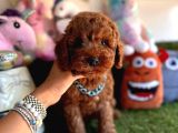 Ped eğitimli oyuncu toy poodle yavrular 