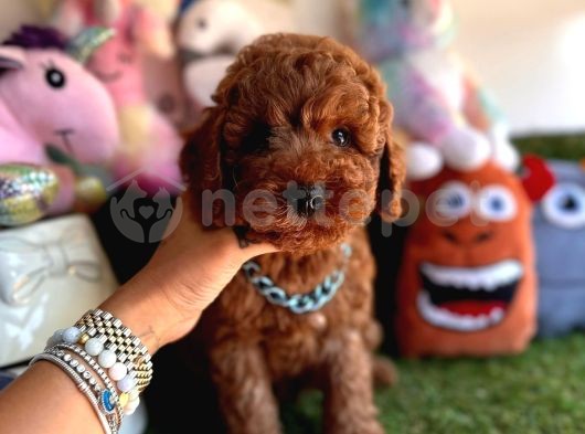 Ped Eğitimli Oyuncu Toy Poodle Yavrular 