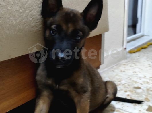 Malinois (Belçika Kurdu)