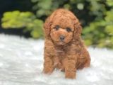 Mini boy puppy kıpkırmızı ev üretimi  TOOY POODLE 