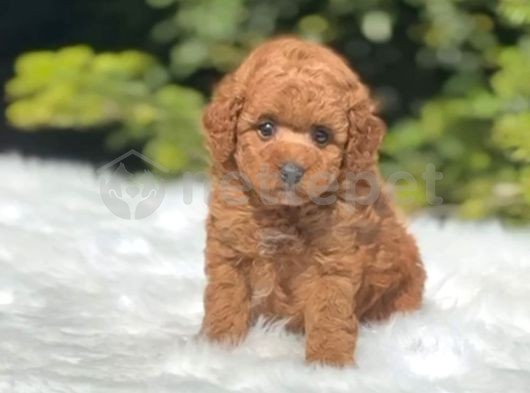 Mini Boy Puppy Kıpkırmızı Ev Üretimi  Tooy Poodle 