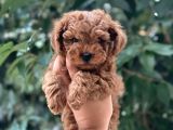 Mini boy puppy kıpkırmızı ev üretimi  TOOY POODLE 