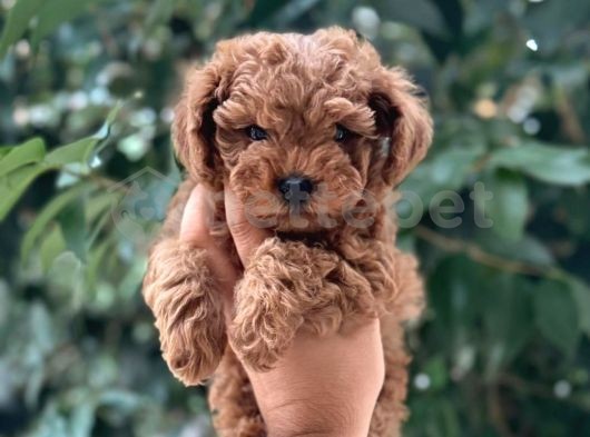 Mini Boy Puppy Kıpkırmızı Ev Üretimi  Tooy Poodle 