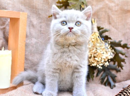 Sütlü Kahvemiz Lilac British Shorthair