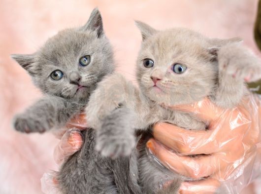 Orjinal Irk British Shorthair Yavrularımız