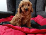 Mini boy puppy kıpkırmızı ev üretimi  TOOY POODLE 