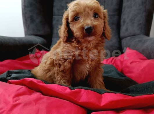 Mini Boy Puppy Kıpkırmızı Ev Üretimi  Tooy Poodle 