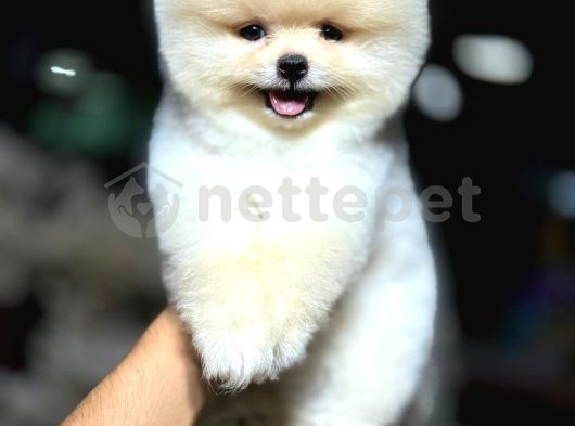 Teddy Surat Pomeranian Yavruları