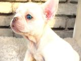 Süper Kali̇te Ve Muhteşem Güzelli̇kte French Bulldog Plati̇nyum