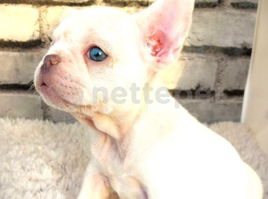 Süper Kali̇te Ve Muhteşem Güzelli̇kte French Bulldog Plati̇nyum