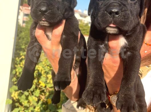 Cane Corso İtalyan Mastiff Yavrularımız 