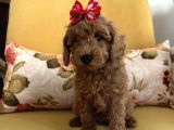 Ev ortamında büyüyen toy poodle bebekler