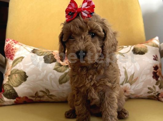 Ev Ortamında Büyüyen Toy Poodle Bebekler