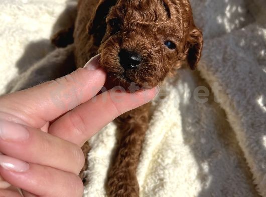 Red Brown Kore Poodle Bebekler