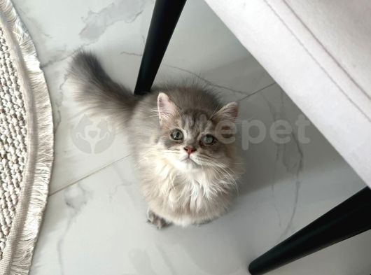 En Tatlı British Longhair Kedi