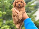 Mini boy puppy kıpkırmızı ev üretimi  TOOY POODLE 