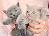 Orjinal Irk British Shorthair Yavrularımız