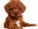 2 ve 3 kg garantisi altında TOOY POODLE CİNSİ YAVRULAR SEVİMLİ KAHVE TONLU MİNİ PUPPY BOY 