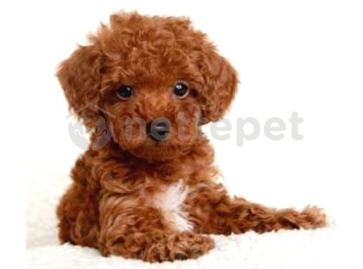 2 Ve 3 Kg Garantisi Altında Tooy Poodle Cinsi Yavrular Sevimli Kahve Tonlu Mini Puppy Boy 