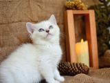 Süt Beyaz Silver NS1133 British Shorthair