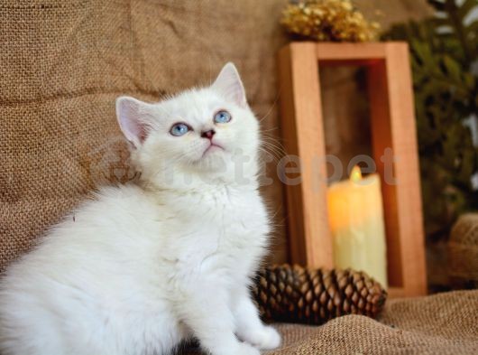 Süt Beyaz Silver Ns1133 British Shorthair