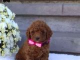 2 ve 3 kg garantisi altında TOOY POODLE CİNSİ YAVRULAR SEVİMLİ KAHVE TONLU MİNİ PUPPY BOY 