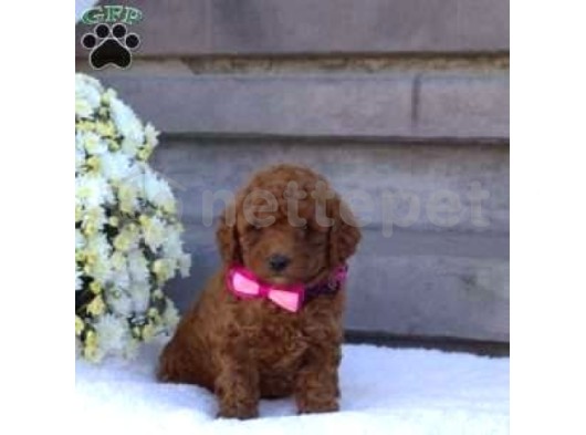 2 Ve 3 Kg Garantisi Altında Tooy Poodle Cinsi Yavrular Sevimli Kahve Tonlu Mini Puppy Boy 