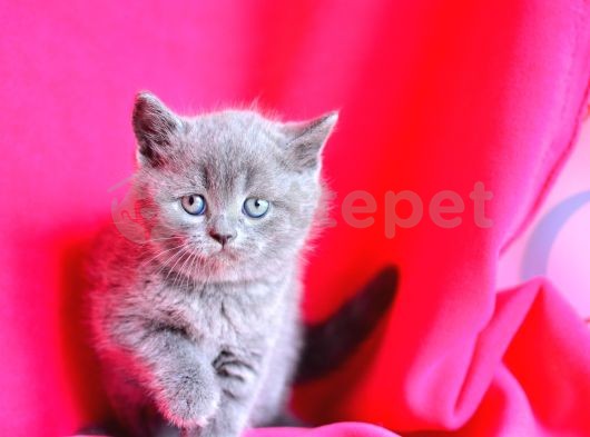 Show Kalite Gri British Shorthair