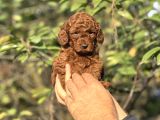 RED BROWN DIŞI ERKEK POODLE BEBEKLER