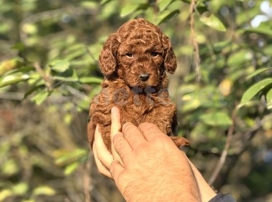 Red Brown Dışı Erkek Poodle Bebekler