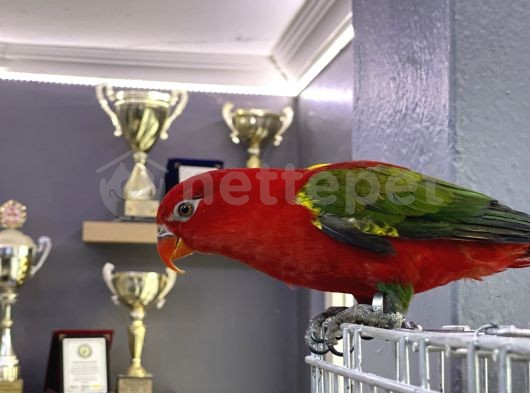 classified-image