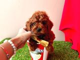 Masum suratlı mini boy poodle yavrular 