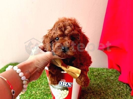 Masum Suratlı Mini Boy Poodle Yavrular 