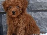 Mini boy puppy kıpkırmızı ev üretimi  TOOY POODLE 