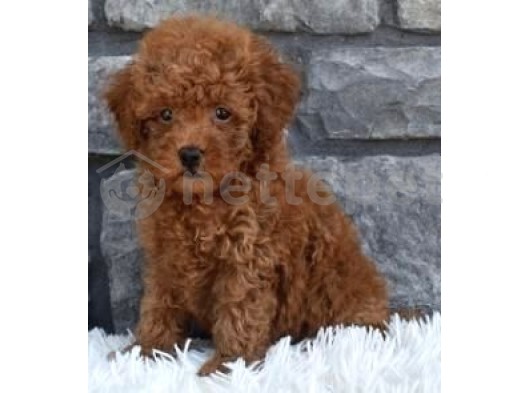 Mini Boy Puppy Kıpkırmızı Ev Üretimi  Tooy Poodle 