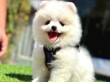 Güzel yüzlü pomeranian boo yavrular 