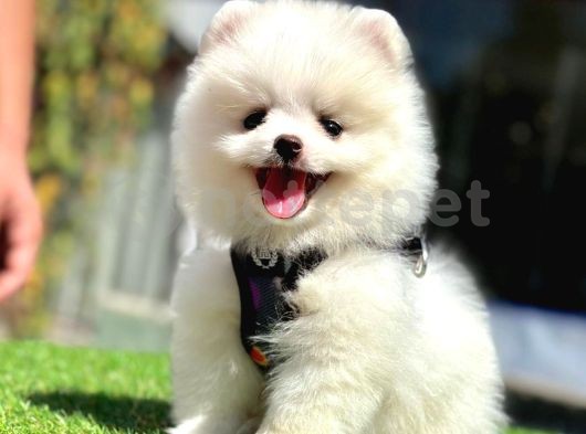 Güzel Yüzlü Pomeranian Boo Yavrular 