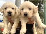 Baby Face Golden Retriever Yavrularımız 