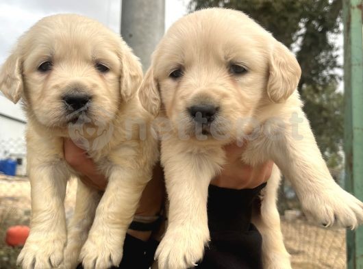 Baby Face Golden Retriever Yavrularımız 