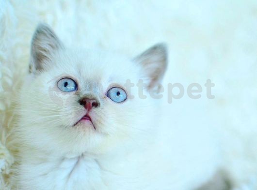 Harika Mavi Göz Blue Point British Shorthair