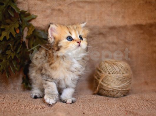 Altın Yumağımız Black Golden British Longhair