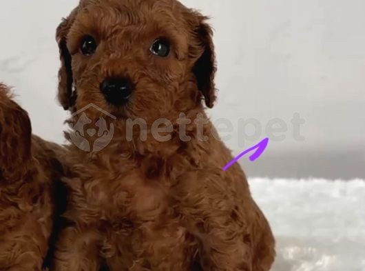 Mini Boy Puppy Kıpkırmızı Ev Üretimi  Tooy Poodle 