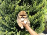 Birbirinden güzel pomeranian bebekler