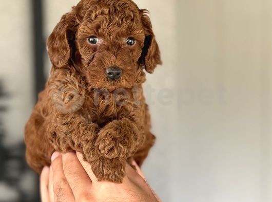 Red Brown Poodle Bebekler Dişi Erkek