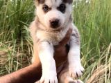 Sibirya Kurdu (Husky)