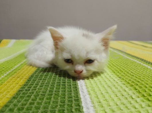 Safkan British Shorthair Kedimiz Yeni Yuvasını Arıyor