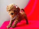 Mini boy a kalitede poodle yavrular 