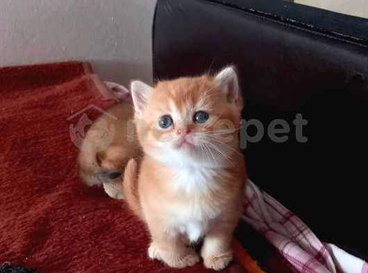 Mükemmel British Shorthair Yavrular 