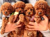 KIVIR KIVIR MİNİ BOY TOY POODLE BEBEKLER